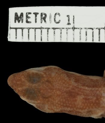 Media type: image;   Herpetology R-20145